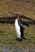 Königspinguin (Aptenodytes patagonica)