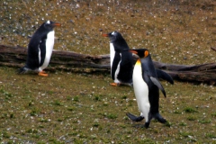 Königspinguin und Eselpinguine