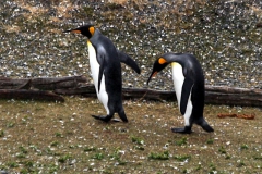 Königspinguin (Aptenodytes patagonica)