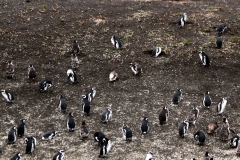 Pinguin-Kolonie im Beagle-Kanal