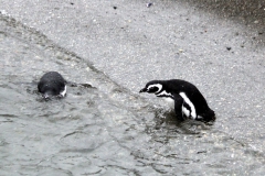 Magellan-Pinguin (Spheniscus magellanicus)