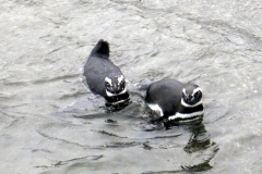 Magellan-Pinguin (Spheniscus magellanicus)