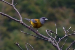 Magellanämmerling (Phrygilus patagonicus)