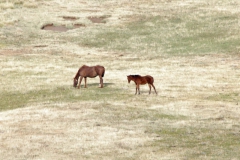 patagonien_2016_05217