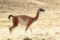 Guanako (Lama guanicoe)