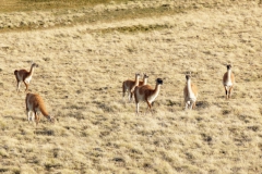 Guanako (Lama guanicoe)