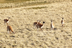 Guanako (Lama guanicoe)