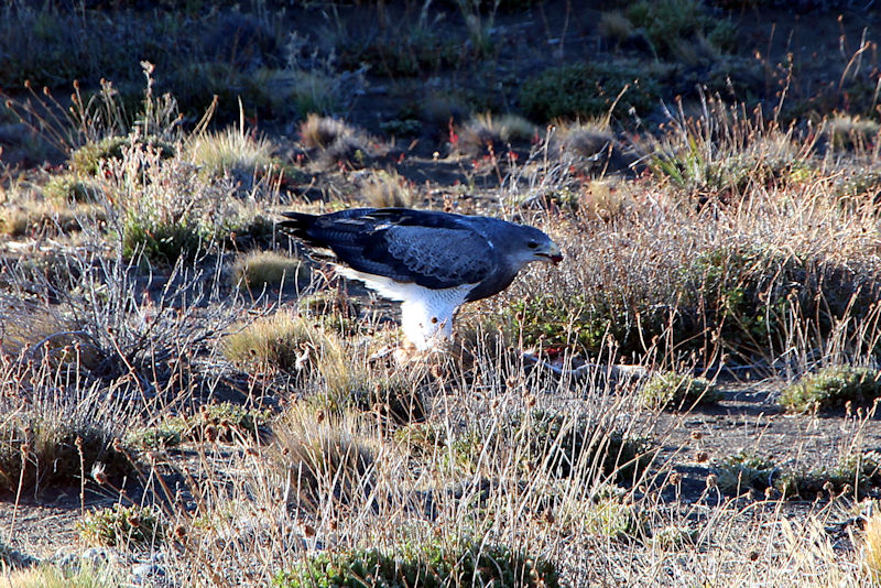 Aguja/Blaubussard/Kordillerenadler (Geranoaetus melanoleucus)
