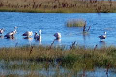 Flamingos am Lago Argentina