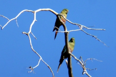 Smaragdsittich (Enicognathus ferrugineus)