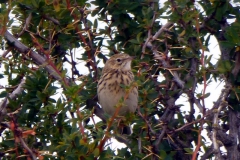 Anthus correndera