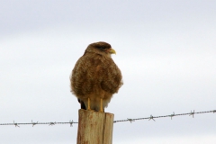 patagonien_2016_06214