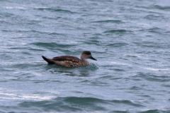 Schopfente (Lophonetta specularioides)