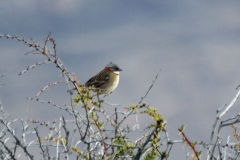 Morgenammer (Zonotrichia capensis)