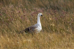 Magellangans (Chloephaga picta) Männchen