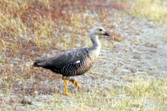 Magellangans (Chloephaga picta) Weibchen