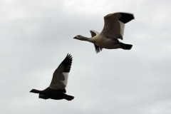 Magellangans (Chloephaga picta)