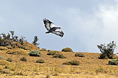 patagonien_2016_07204