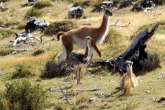 Guanocos und Nandu