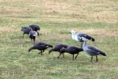 Magallan-Gänse (Chloephaga picta)
