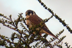 Buntfalke (Falco sparverius)