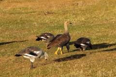 Magallan-Gänse (Chloephaga picta)