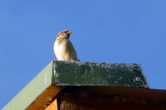 Männlicher Haussperling