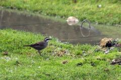 Streifenbrust Uferwipper (Cinclodes patagonicus)