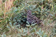 Bekassine (Gallinago paraguaiae)