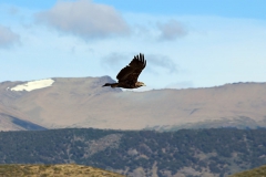 patagonien_2016_09307