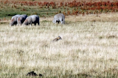 patagonien_2016_09503