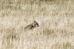 Graufuchs (Pseudalopex griseus)