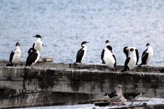 Königsschaben (Phalacrocorax albiventer)