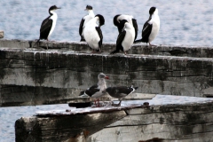 patagonien_2016_09607