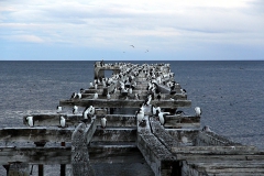 Königsschaben (Phalacrocorax albiventer)