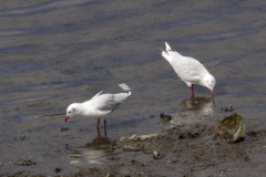 Larus pipixcan?