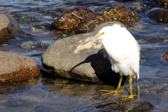 Kuhreiher (Bubulcus ibis)