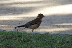 patagonien_2016_13305