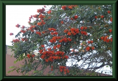 Chiclayo
