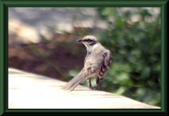 Campusspottdrossel (Mimus saturninus)