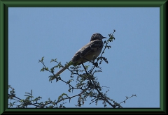 Campusspottdrossel (Mimus saturninus)