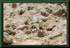 Dicrodon holmbergi