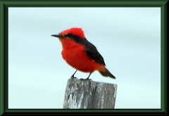 Rubintyrann (Pyrocephalus rubinus)