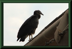 Rabengeier (Coragyps atratus)
