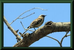 Langschwanz-Spottdrossel (Mimus longicaudatus)