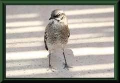 Langschwanz-Spottdrossel (Mimus longicaudatus)