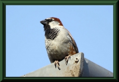 Braunkopf-Buschammer (Buarremon brunneinucha frontalis)