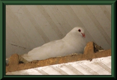... sicherlich ein Albino der vorherigen Art