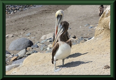 Huanchaco - Brauner Pelikan (Pelecanus occidentalis)