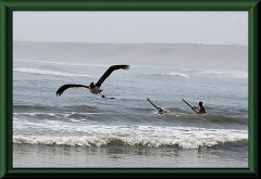 Huanchaco - Brauner Pelikan (Pelecanus occidentalis)